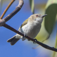 Green-backed Gerygone